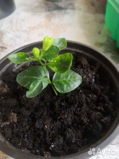 Мурайя японская.(апельсиновый жасмин)