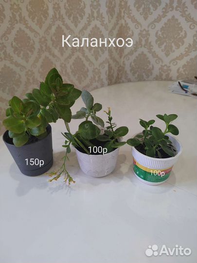 Комнатные цветы