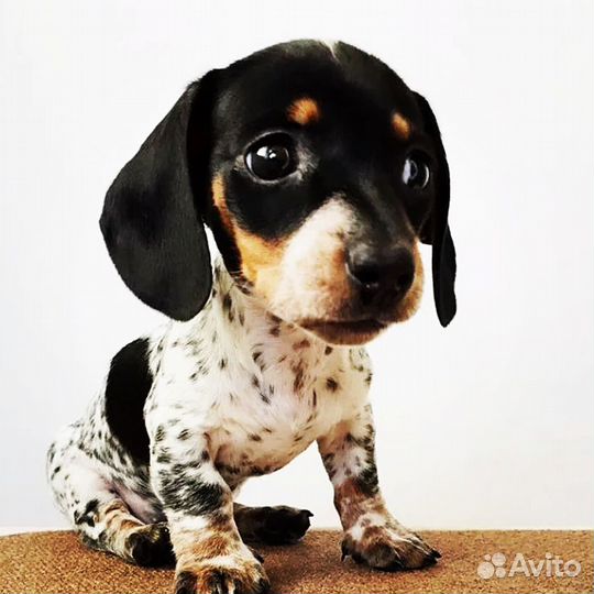 Кинолог с выездом / Зоопсихолог / Воспитание щенка