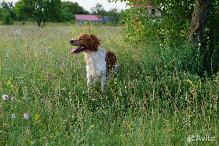 Бретонский эпаньоль
