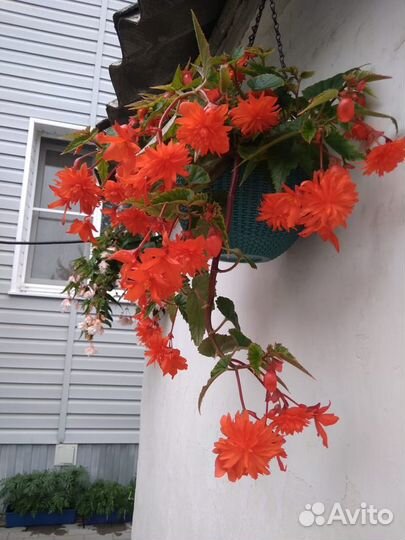 Ампельная бегония.Кусты молодых бегоний
