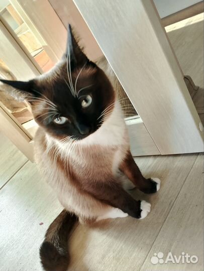 Тайский кот