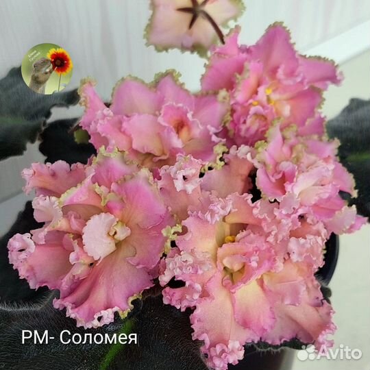 Детки сортовых фиалок