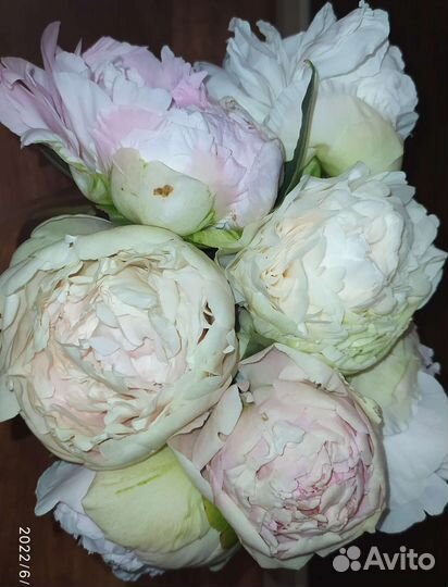 Корни пионов сортов А Скакодуба