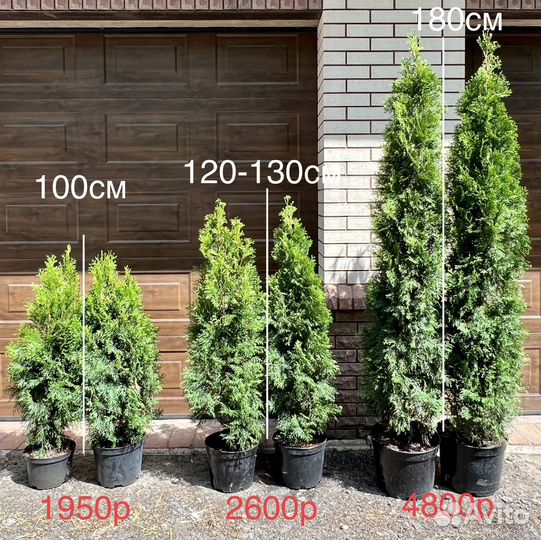 Туя смарагд