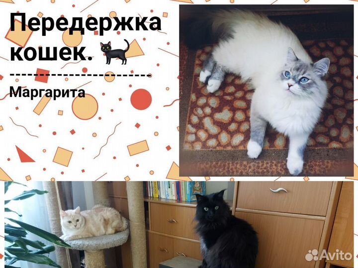 Передержка кошек на время отпуска