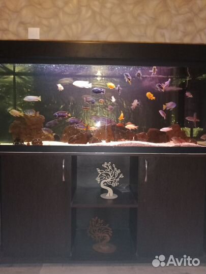Аквариум +тумба
