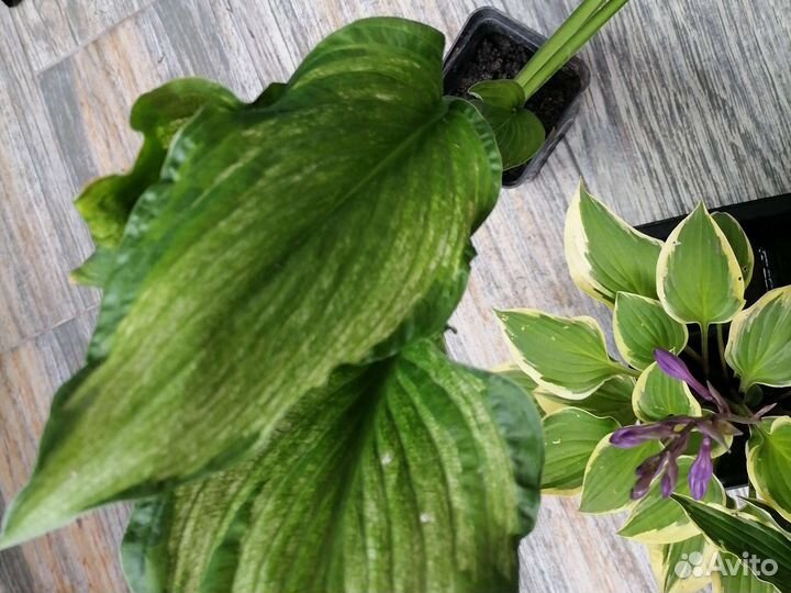 Хосты, Магония падуболистная