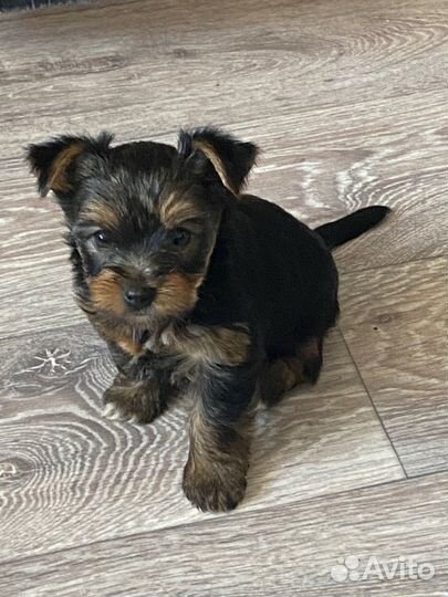 Йоркширский терьер