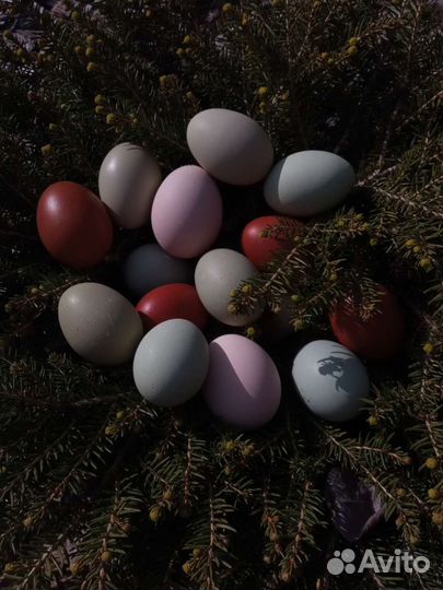 Цветное инкубационное яйцо