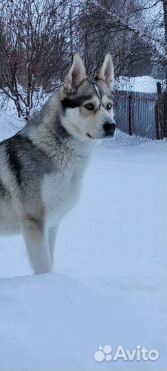 Сибирский хаски вязка