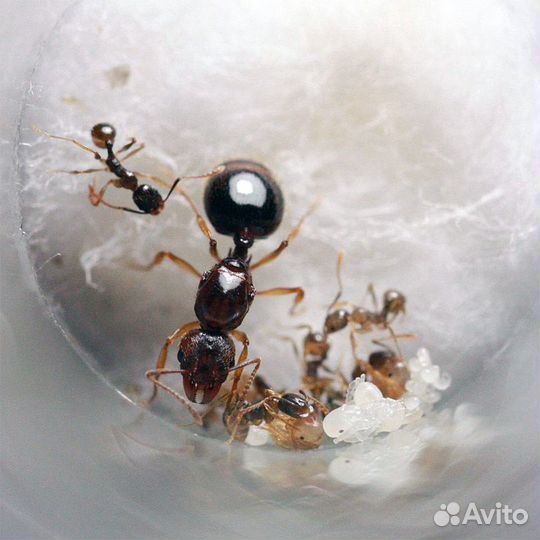 Муравьи для фермы (всё в наличии)