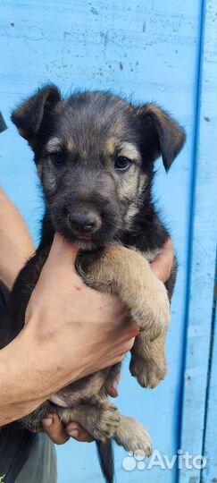 Щенки бесплатно