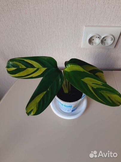 Ктенанта Лубберса