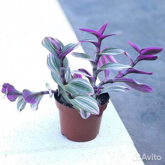 Традесканция нанук