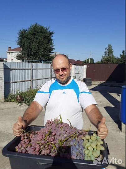 Саженцы винограда