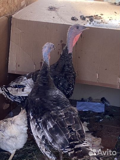 Индюки индюшки