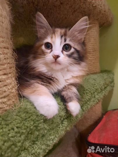 Сибирские котята, питомник