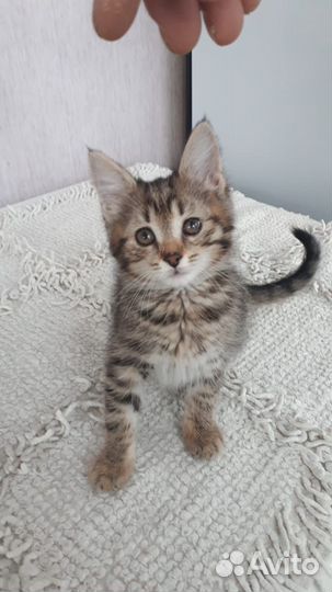 Котенок