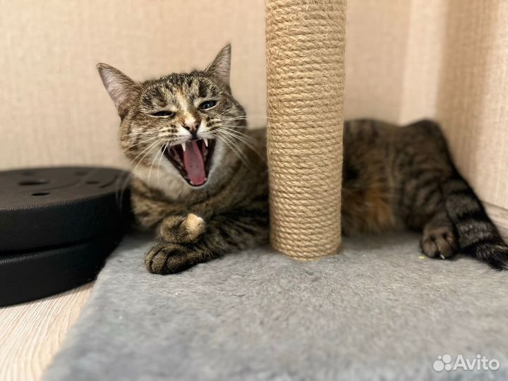 Кошку хотят выкинуть из-за аллергии ребенка