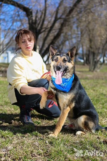 Овчаристый мальчик в добрые руки