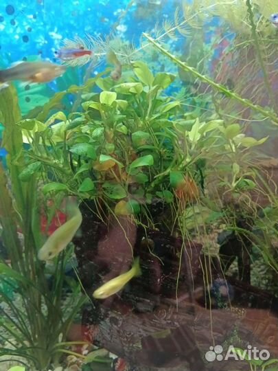 Анубиас для аквариума
