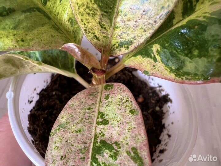 Фикус Шривериана