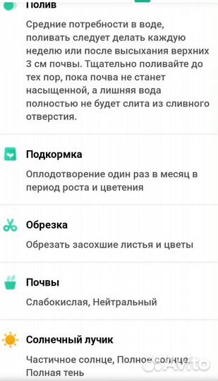 Коллизия -домашнее растение