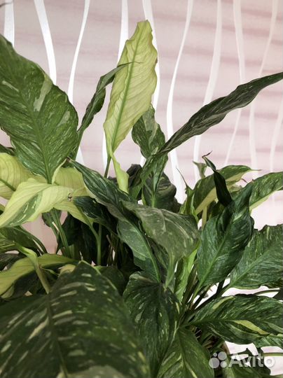Спатифиллум Вариегатный даймонд женское счастье