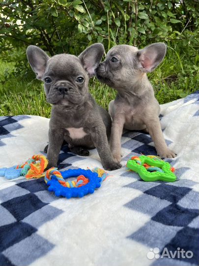 Французский бульдог мальчики