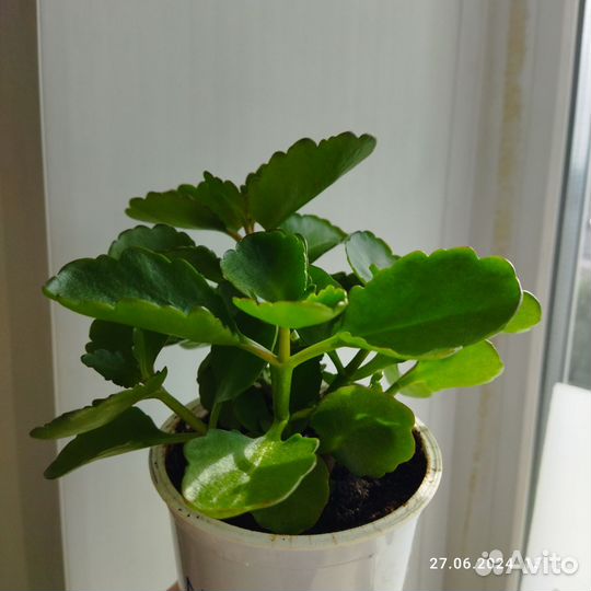 Цветок Каланхоэ лечебный цветущий