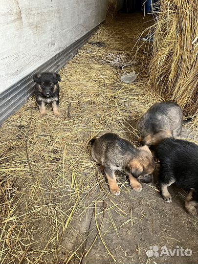 Щенки