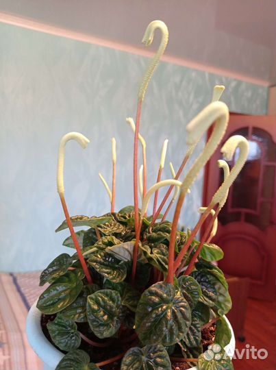 Пеперомия сморщенная. Традесканция