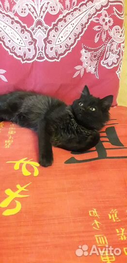 Просто котенок