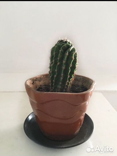 Кактус разные