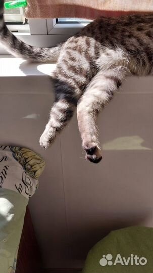 Найден кот Ищем прежних или новых хозяев