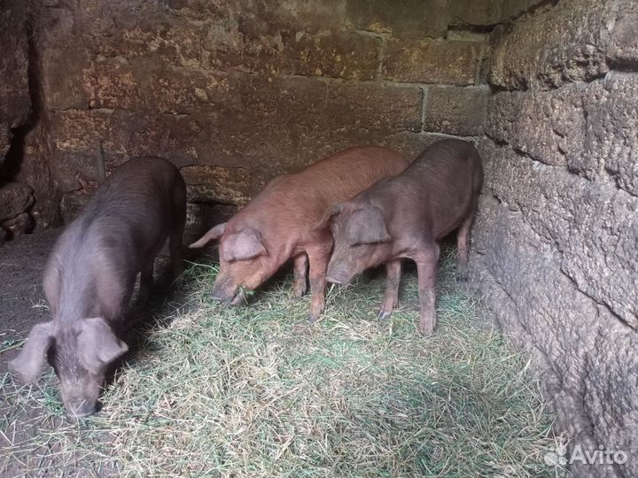 Хрячки на племя