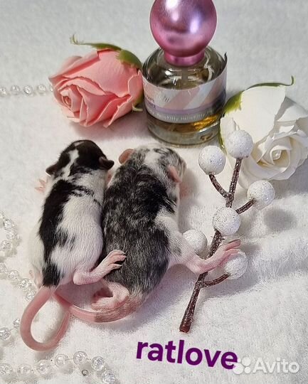 Крысята девочки дамбо редкие,от ratlove