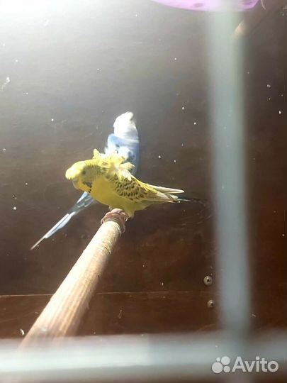 Волнистый попугай хагромо