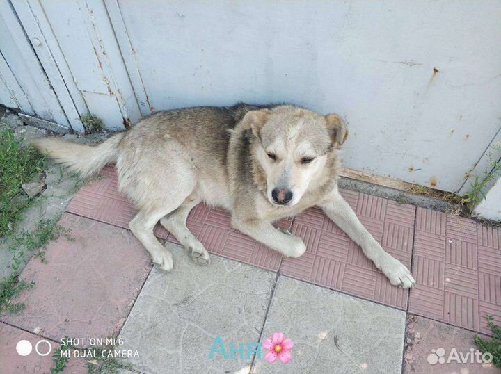 Собачка в самые добрые руки