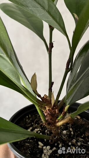 Фикус бокальчатоприлистниковый