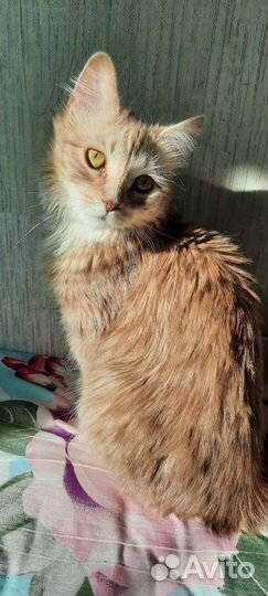 Кошка в дар бесплатно