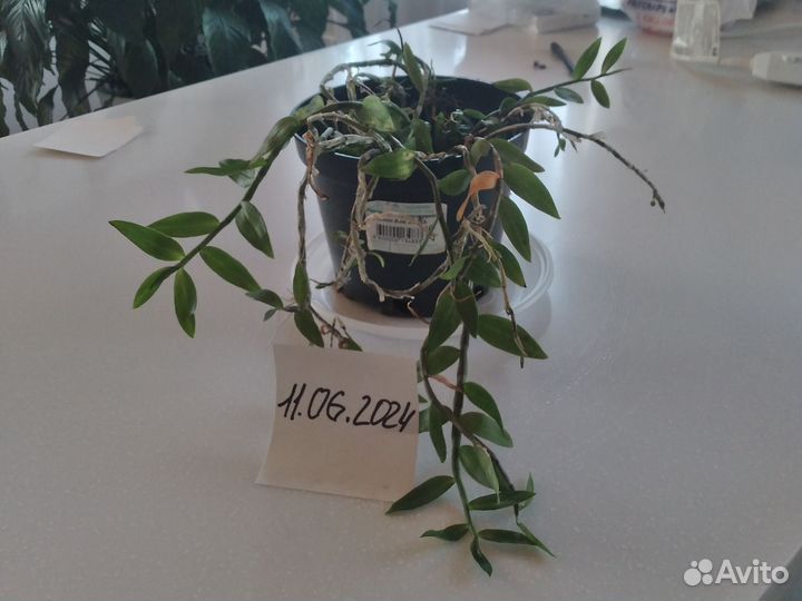 Орхидея Dendrobium