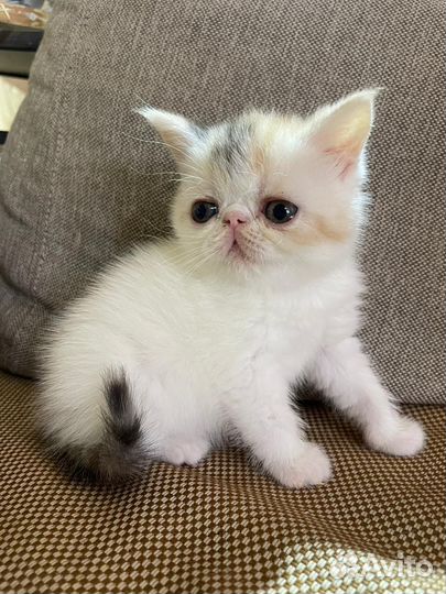 Плюшевые котята