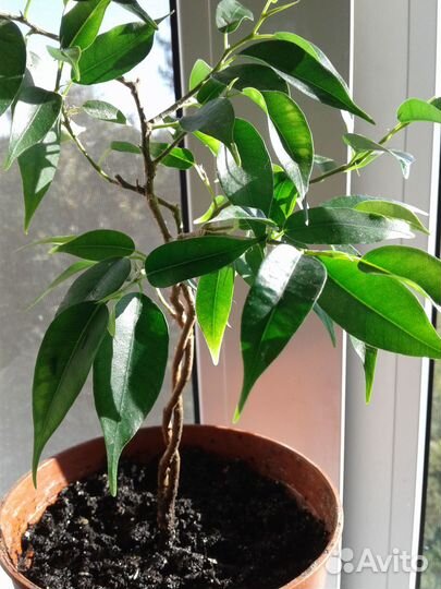 Фикус заплетенный ствол