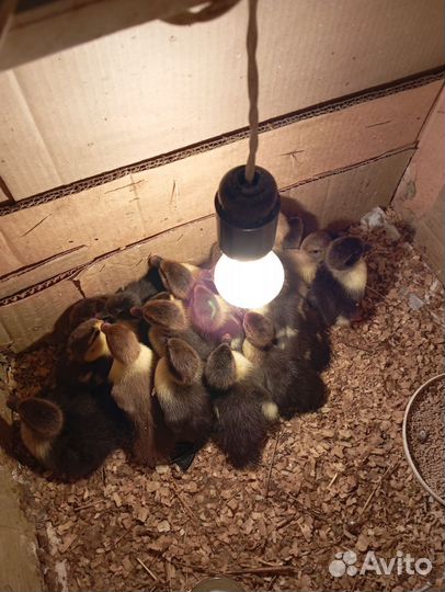 Утята, гусята