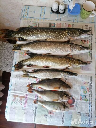 Живец карась