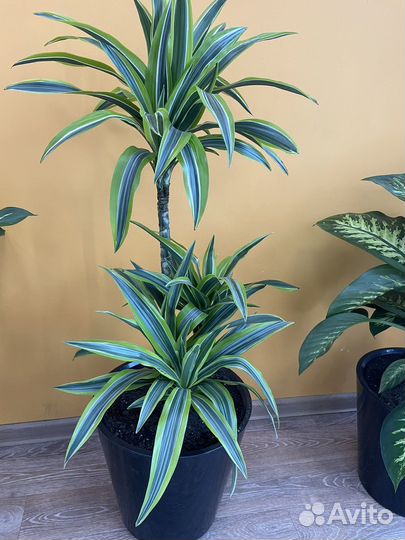 Комнатные растения цветы