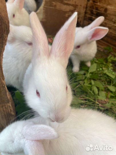 Кролики