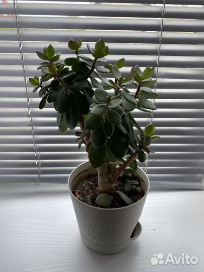 Толстянка, денежное дерево